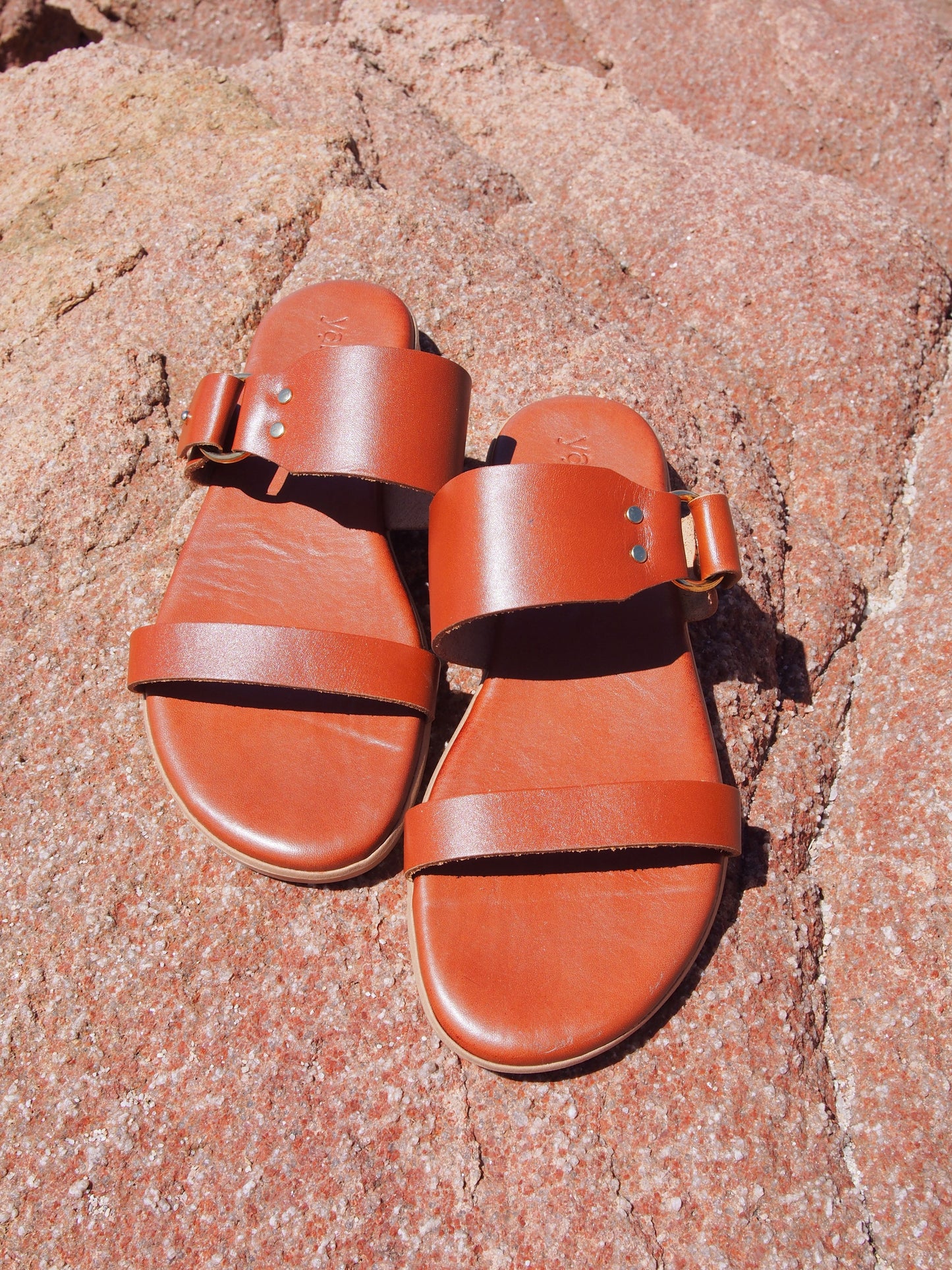 ANOGIA camel